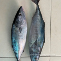 Frozen Fish Tuna Albacore With Size 200-300g 300-500g